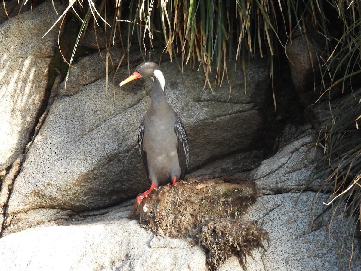 Red-legged Cormorant - ML637272432