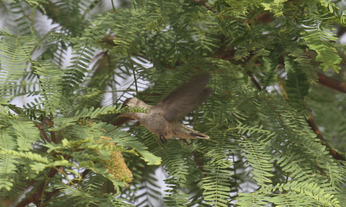 hummingbird sp. - ML637272436