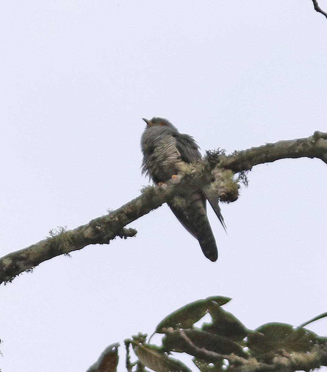 cuculidé sp. - ML637272438