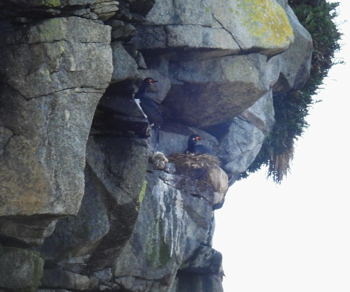 Magellanic Cormorant - ML637272456