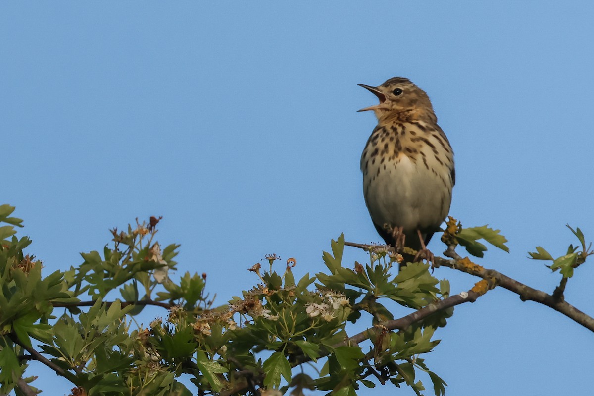Tree Pipit - ML637272478