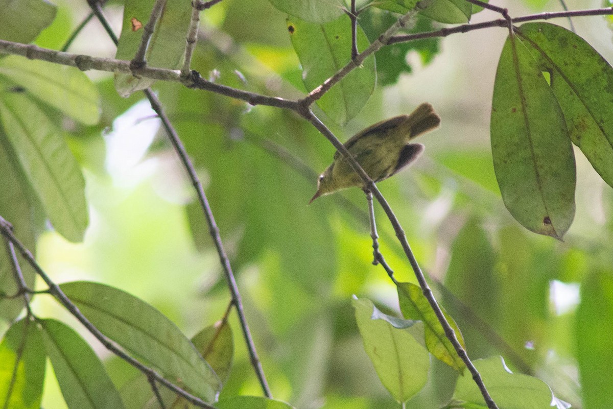 Fraser's Sunbird - ML637272479