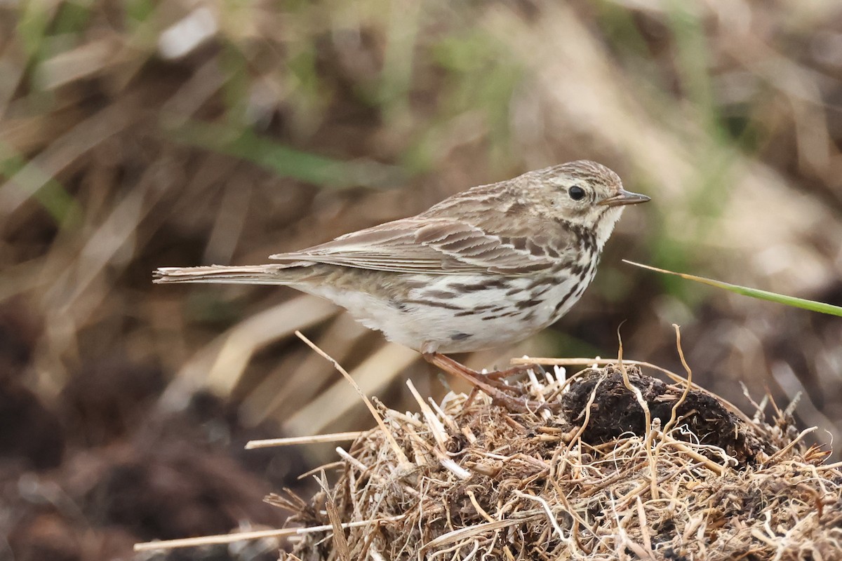 Meadow Pipit - ML637272515