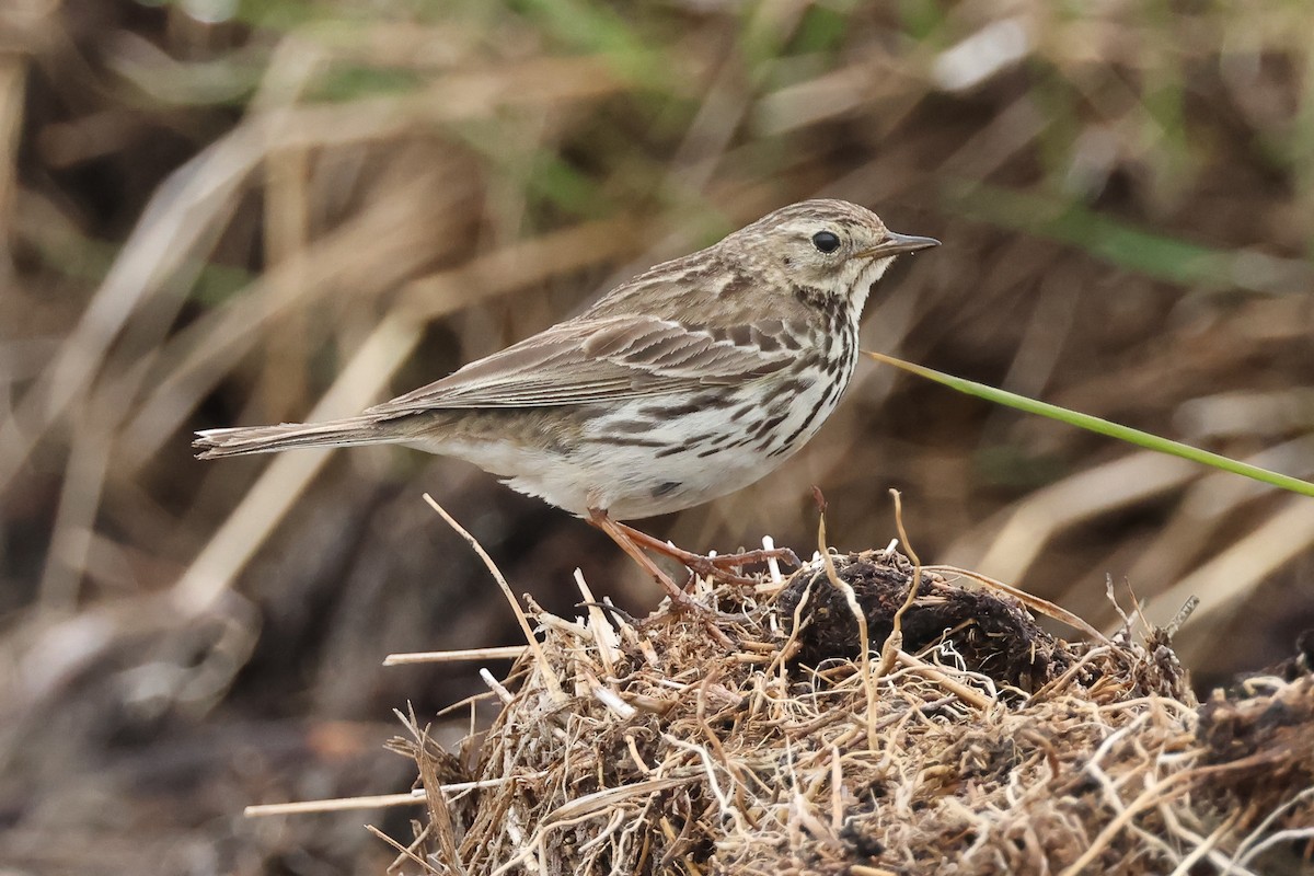 Meadow Pipit - ML637272516