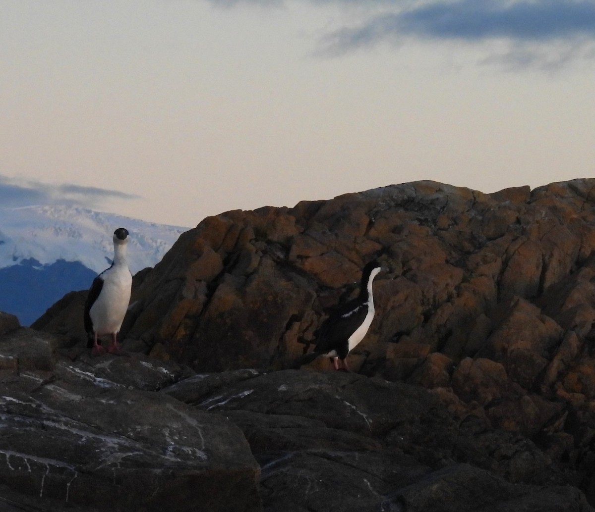 Imperial Cormorant (Imperial) - ML637272556