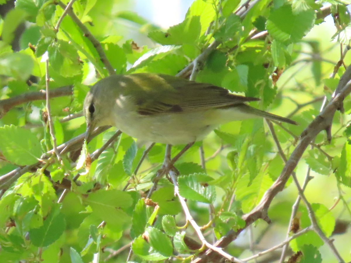 Tennessee Warbler - ML637272651