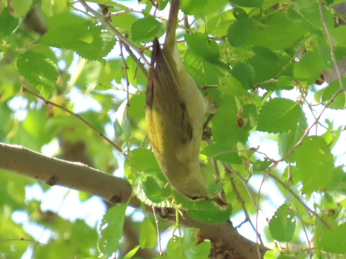 Tennessee Warbler - ML637272652