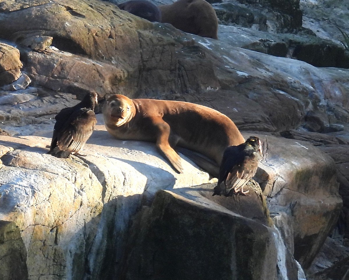 Black Vulture - ML637272703