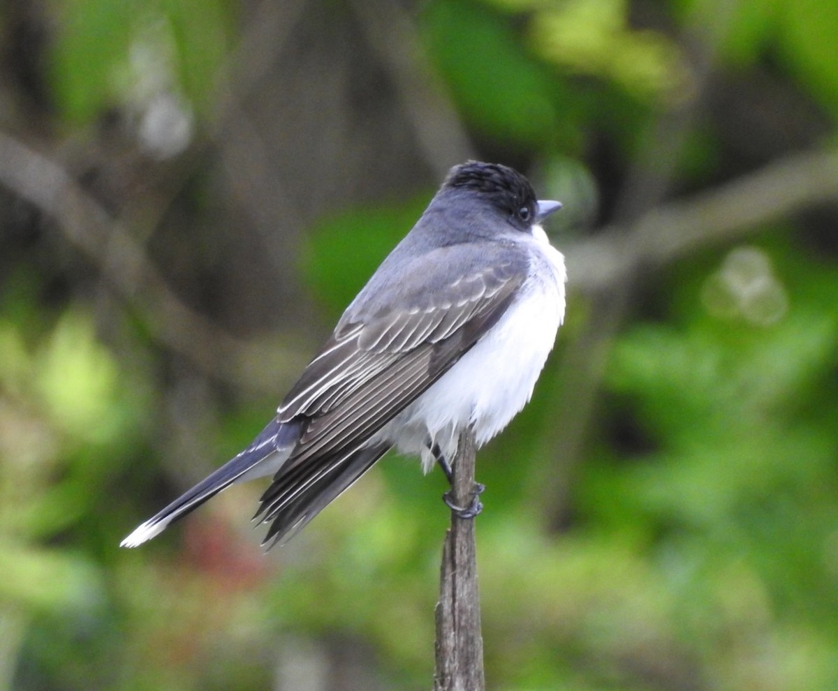 Eastern Kingbird - ML637272714