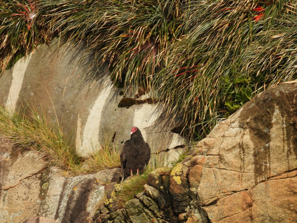 Turkey Vulture - ML637272716