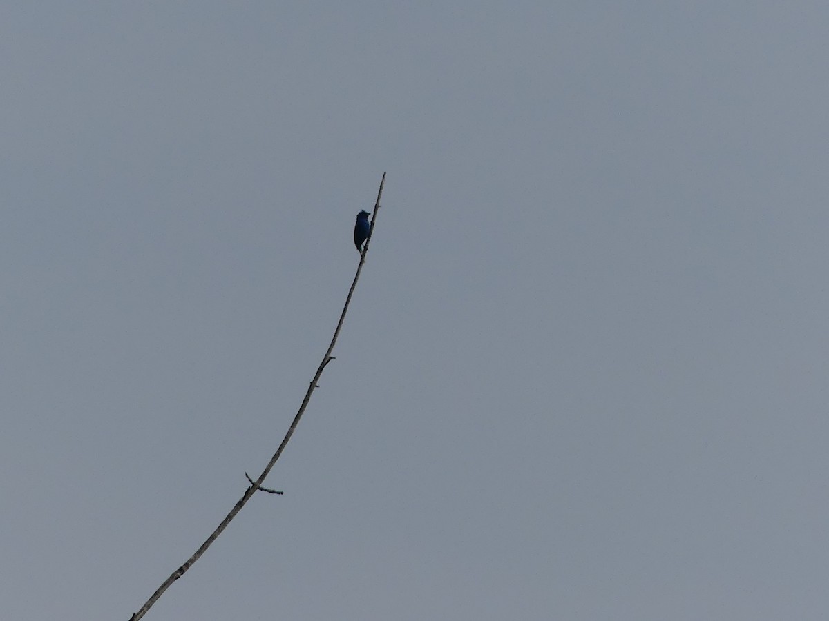 Indigo Bunting - ML637272736