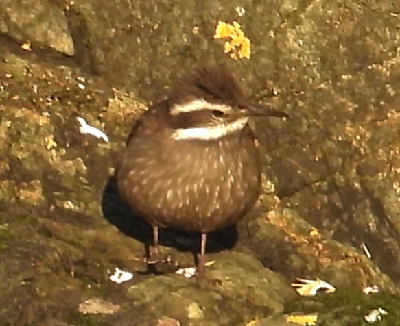 Dark-bellied Cinclodes - ML637272754