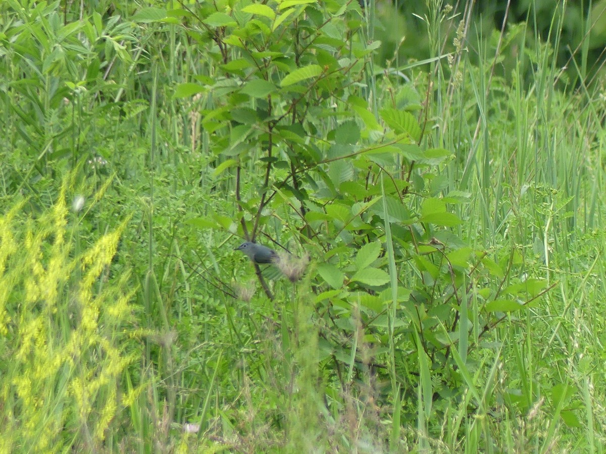 Blue-gray Gnatcatcher - ML637272760