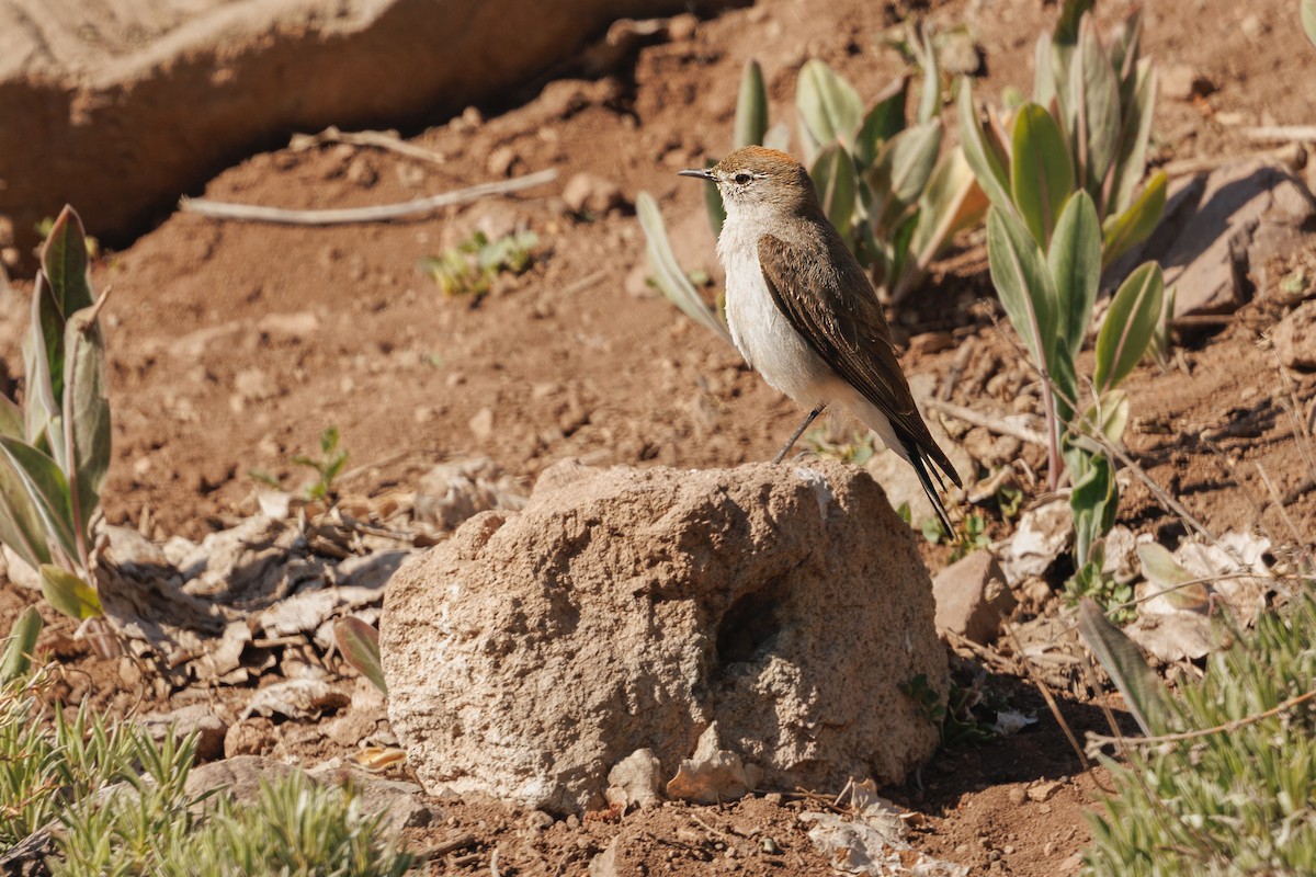 White-browed Ground-Tyrant - ML637272772