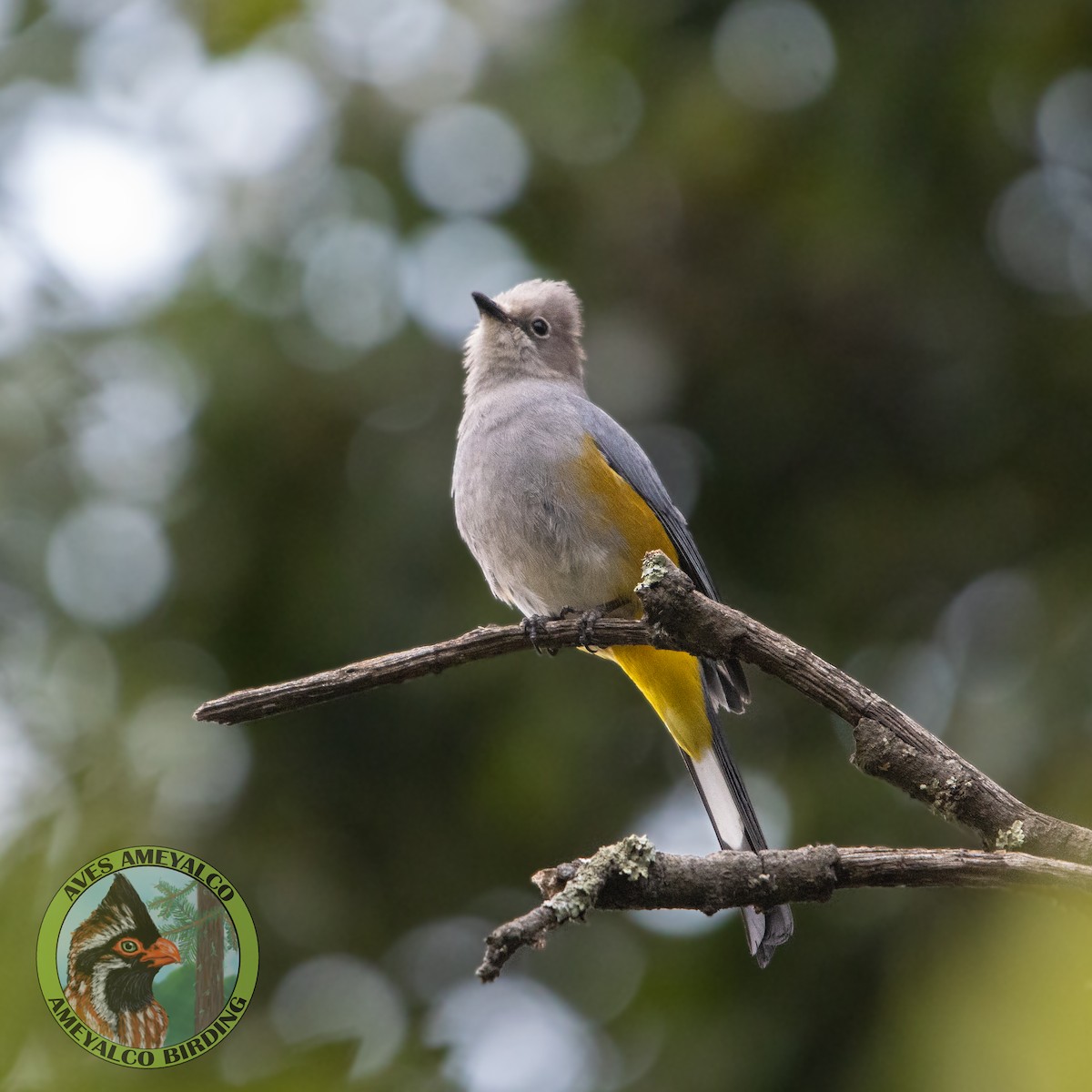 Gray Silky-flycatcher - ML637272805
