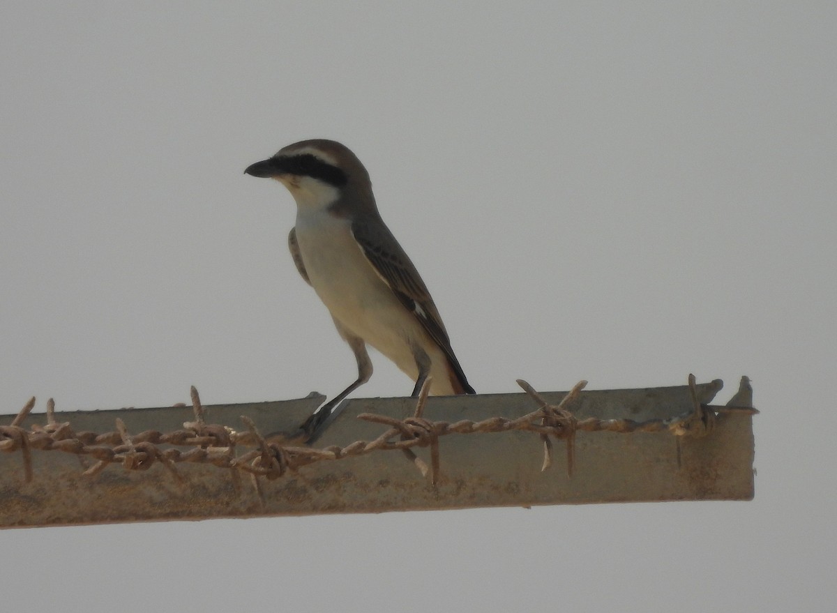 Red-tailed Shrike - ML637272879