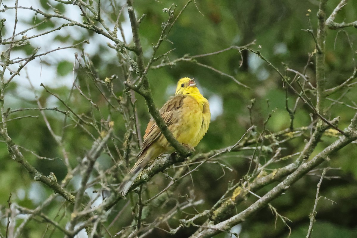 Yellowhammer - ML637272906