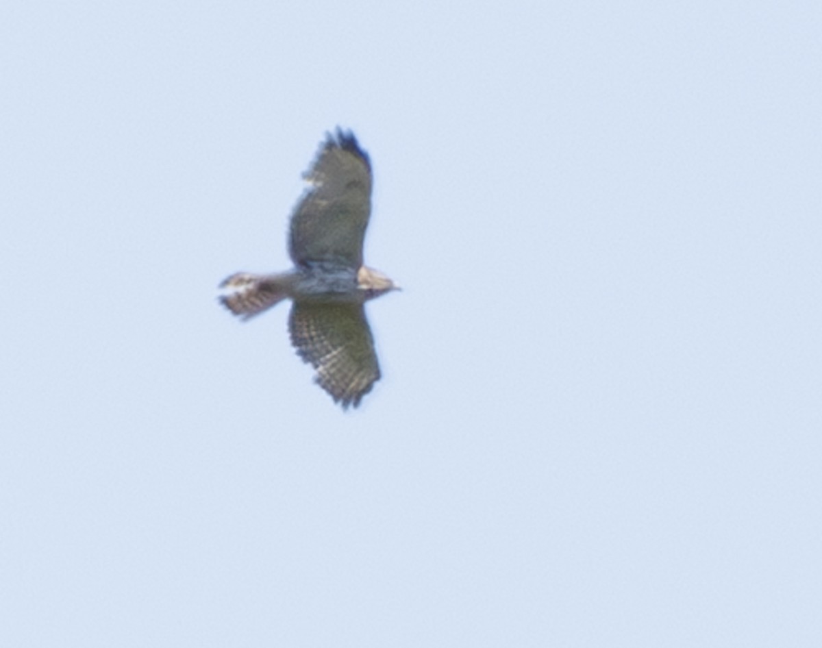 Broad-winged Hawk - ML637272971