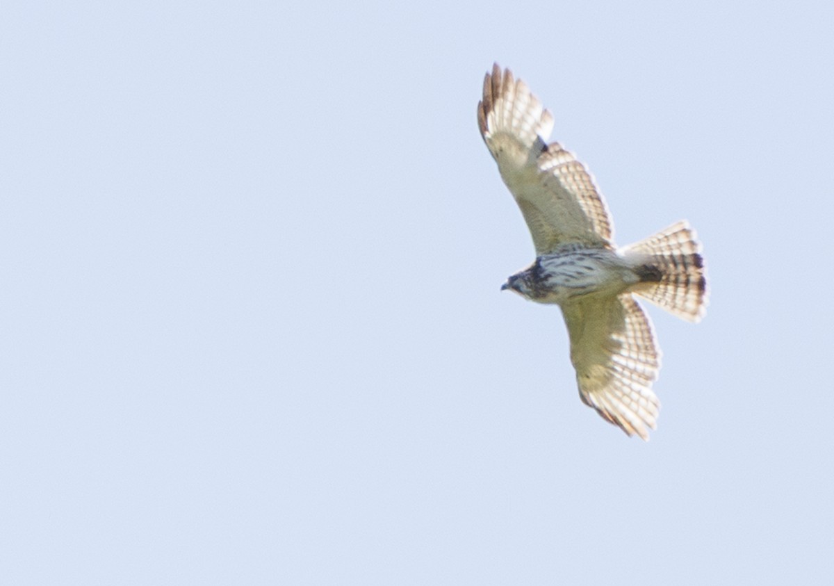 Broad-winged Hawk - ML637272972