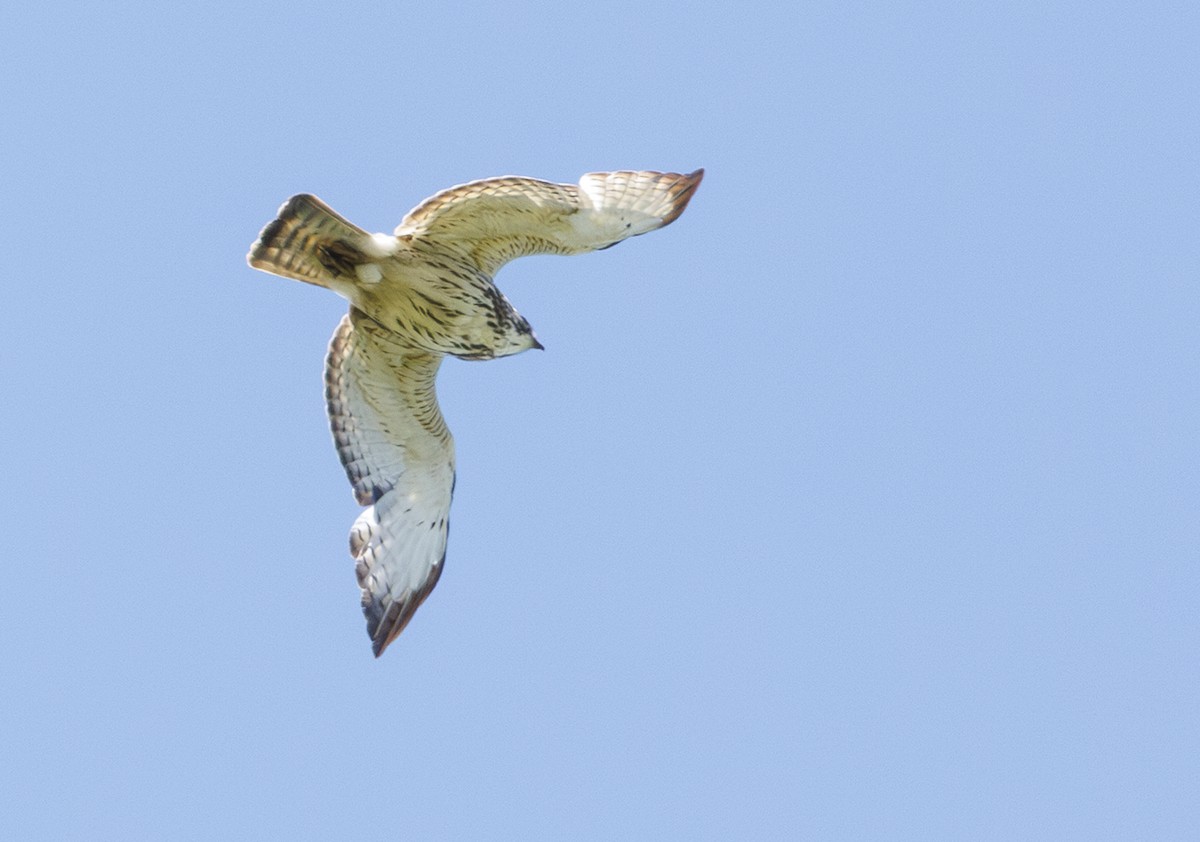 Broad-winged Hawk - ML637272973