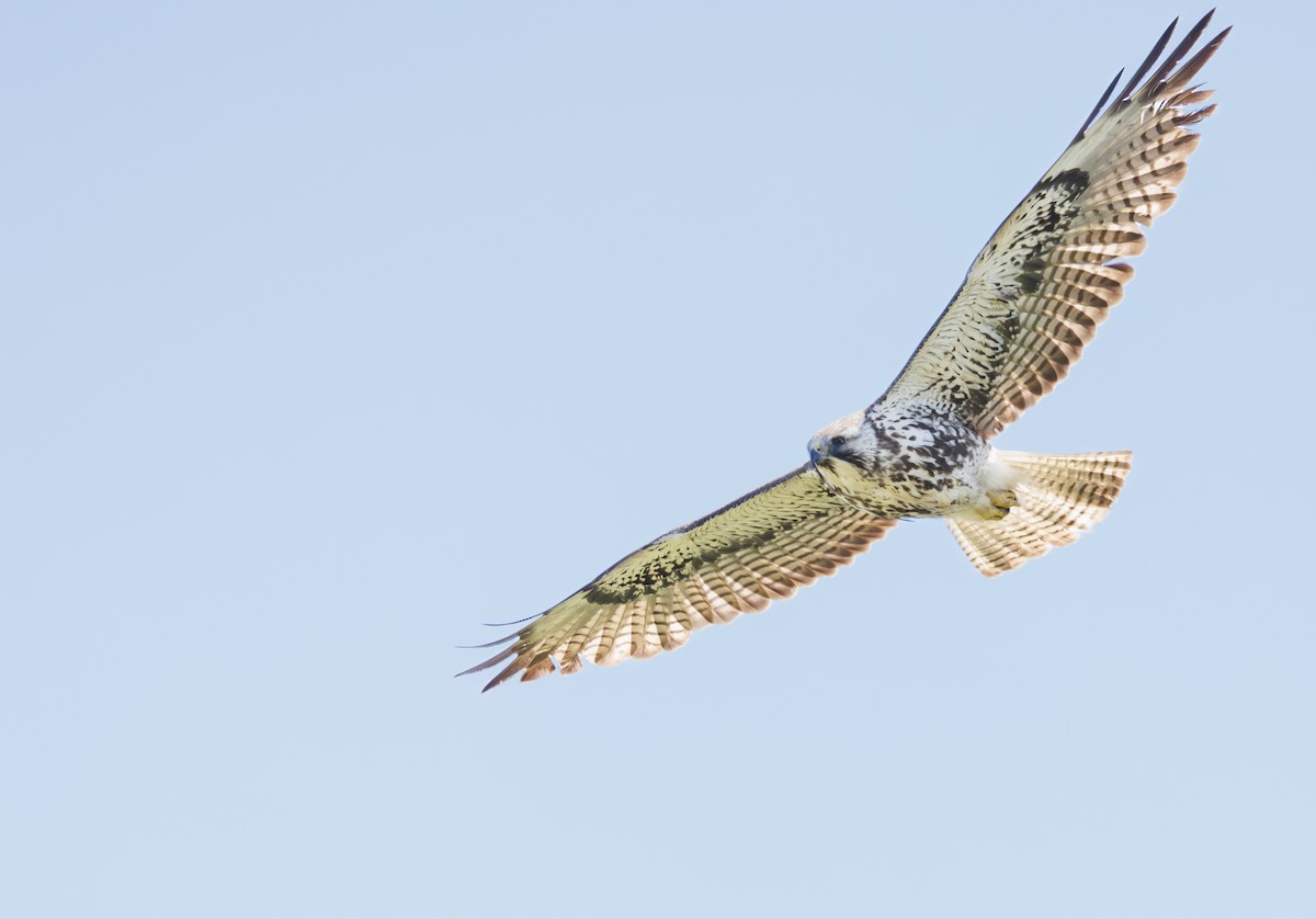 Swainson's Hawk - ML637273010