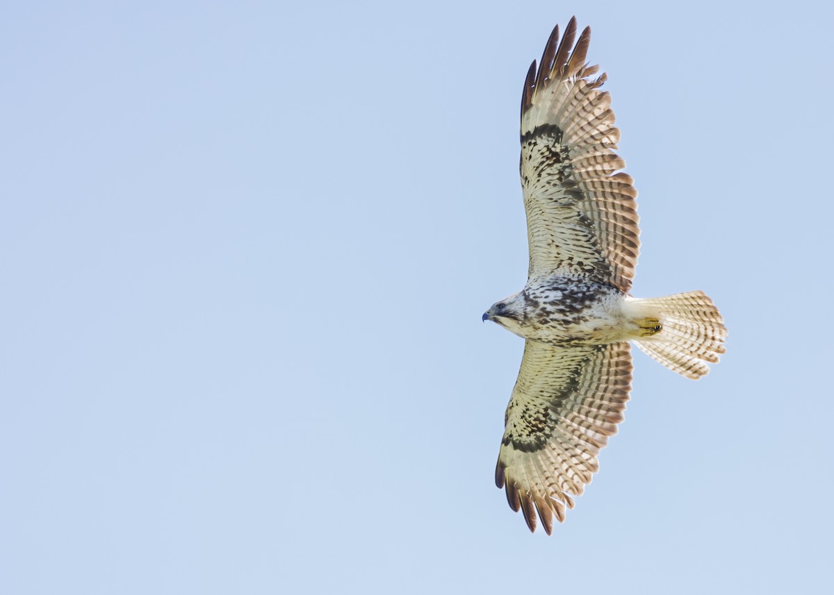 Swainson's Hawk - ML637273011