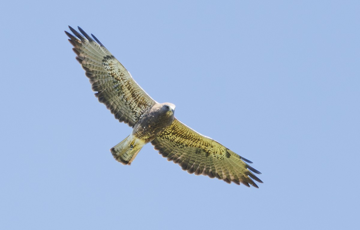Swainson's Hawk - ML637273012