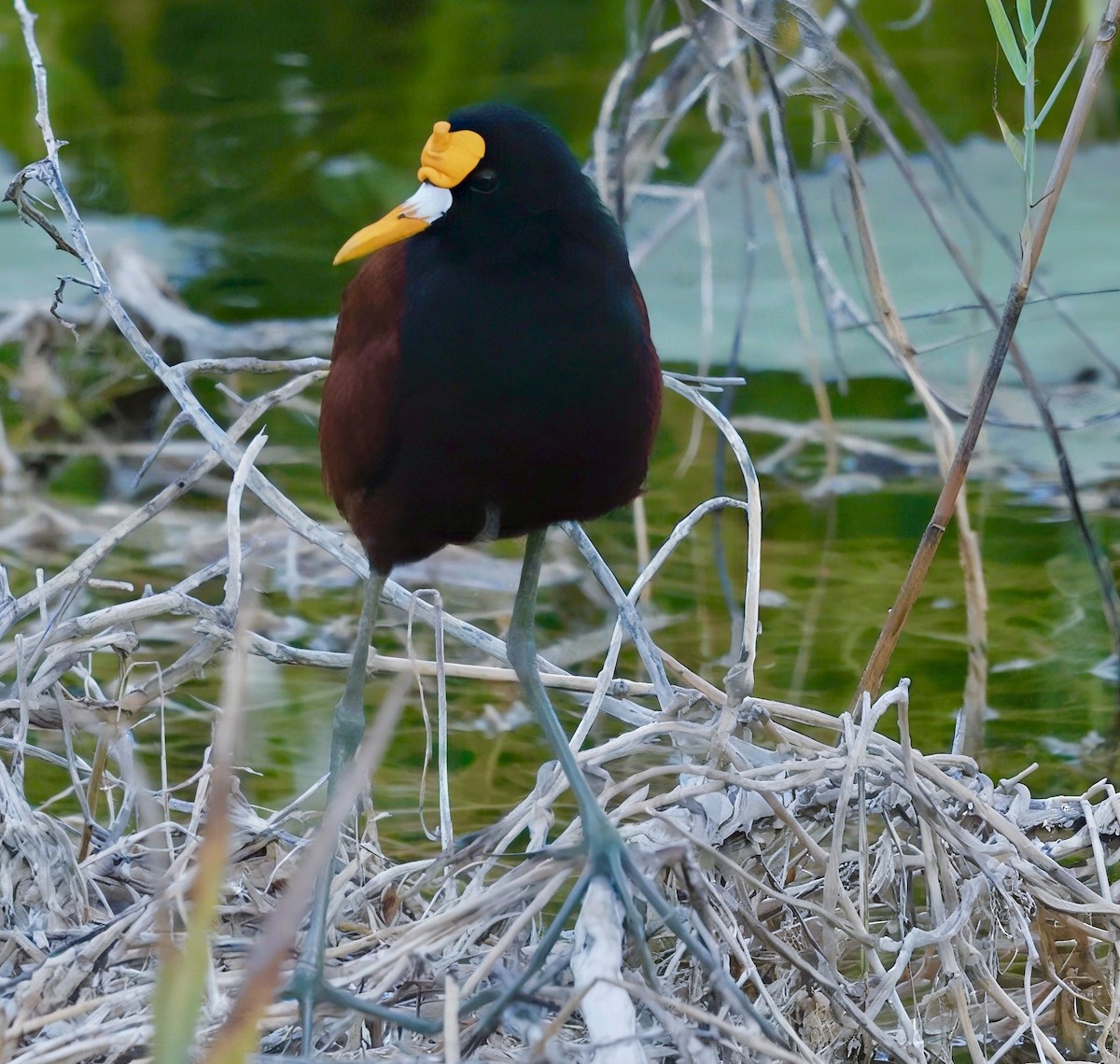 Northern Jacana - ML637273021