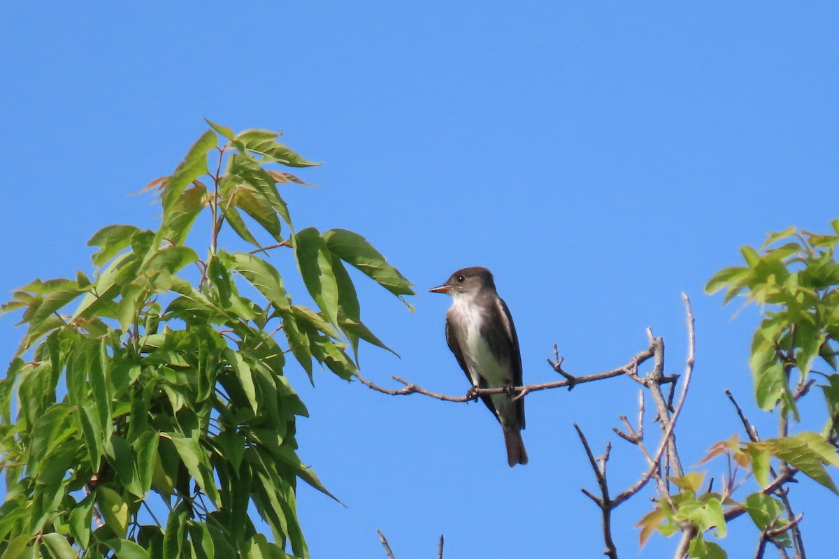 Olive-sided Flycatcher - ML637273062