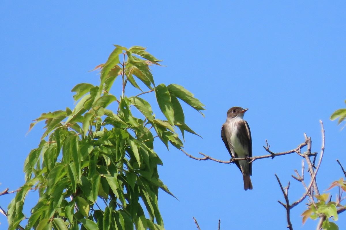 Olive-sided Flycatcher - ML637273074