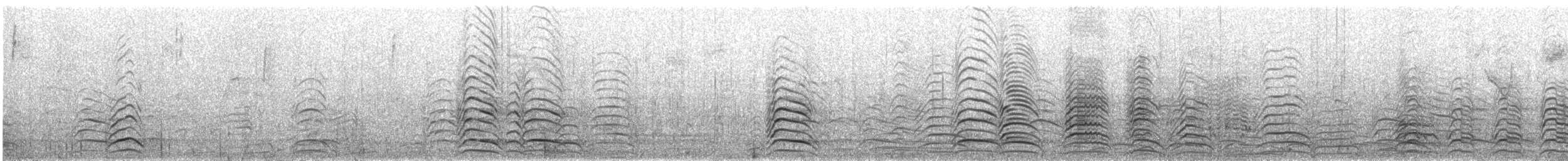 Black-tailed Gull - ML637273075