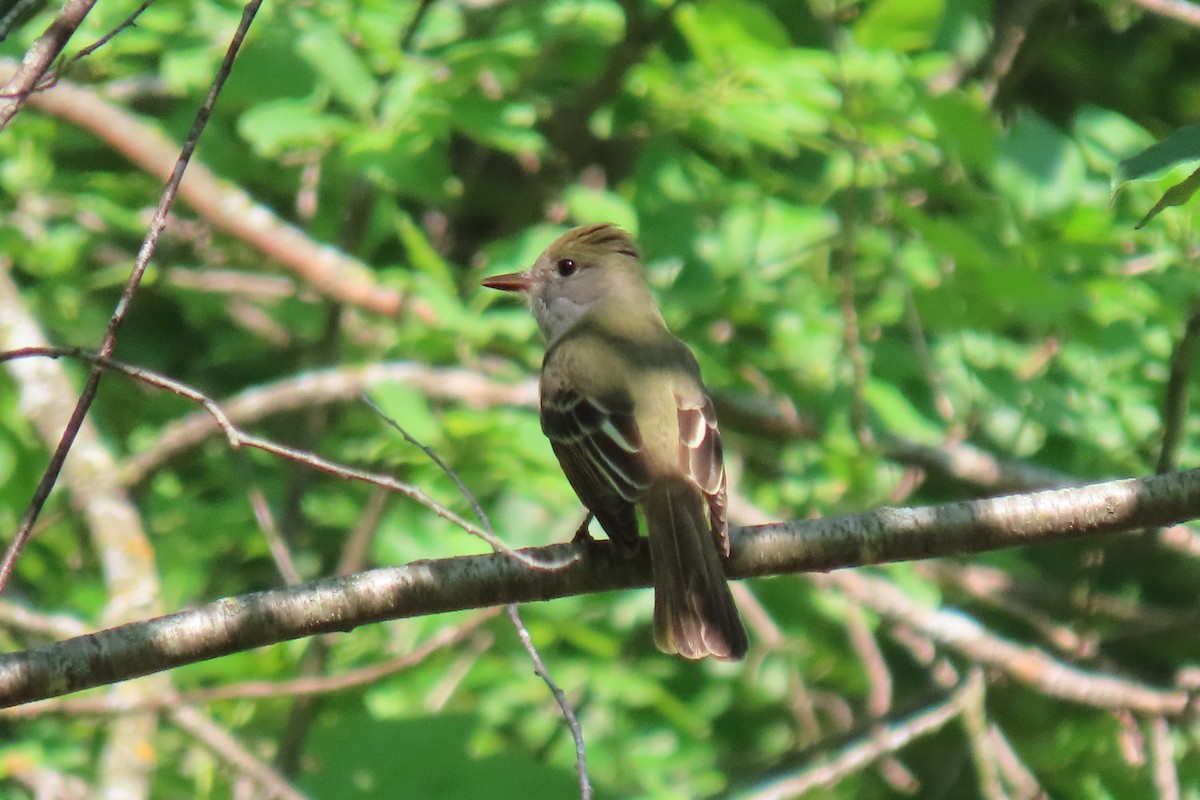 Great Crested Flycatcher - ML637273092
