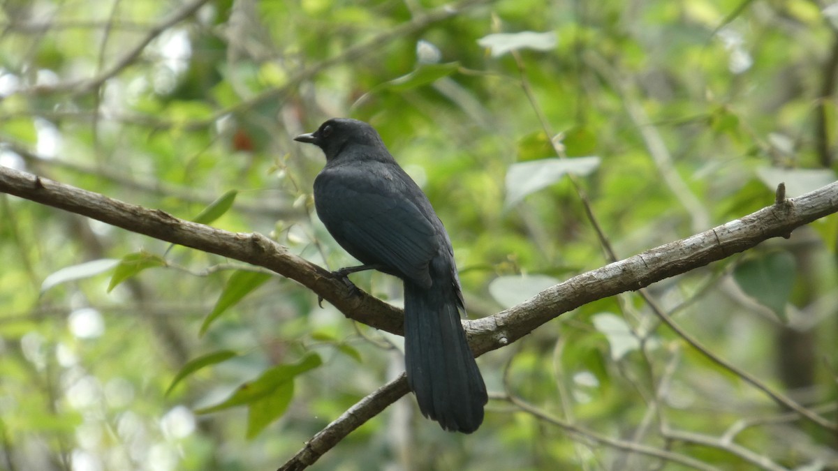 Black Catbird - ML637273117