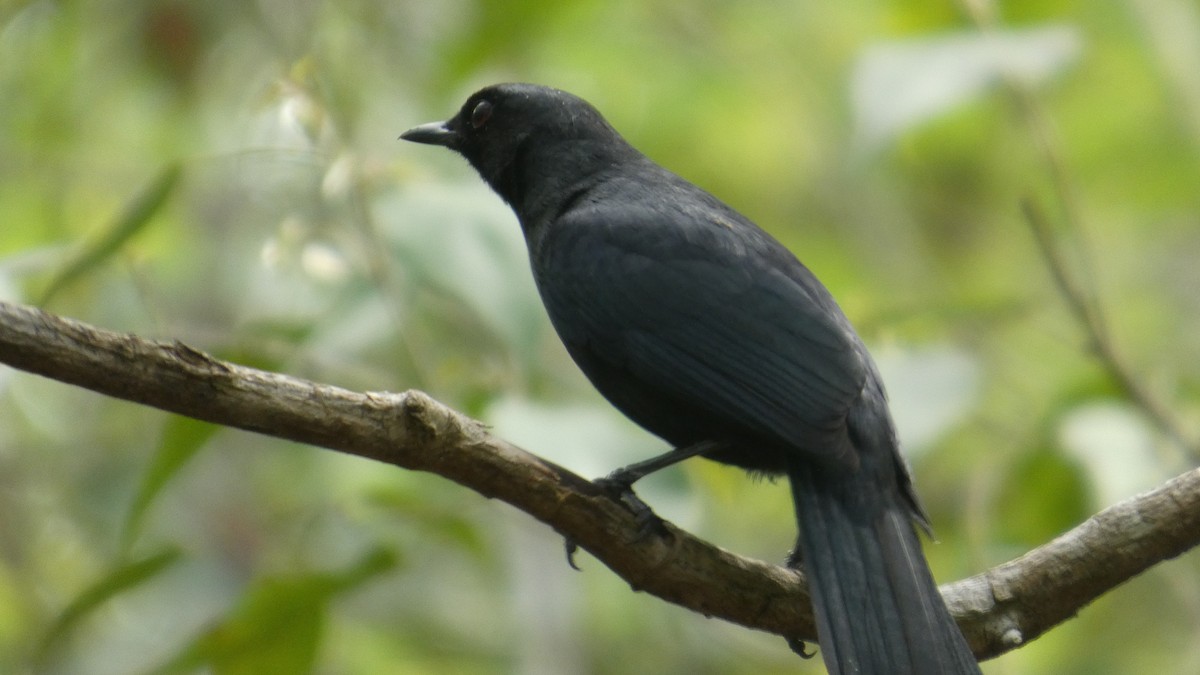 Black Catbird - ML637273118