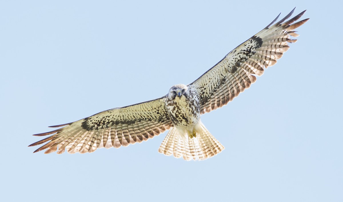 Swainson's Hawk - ML637273120