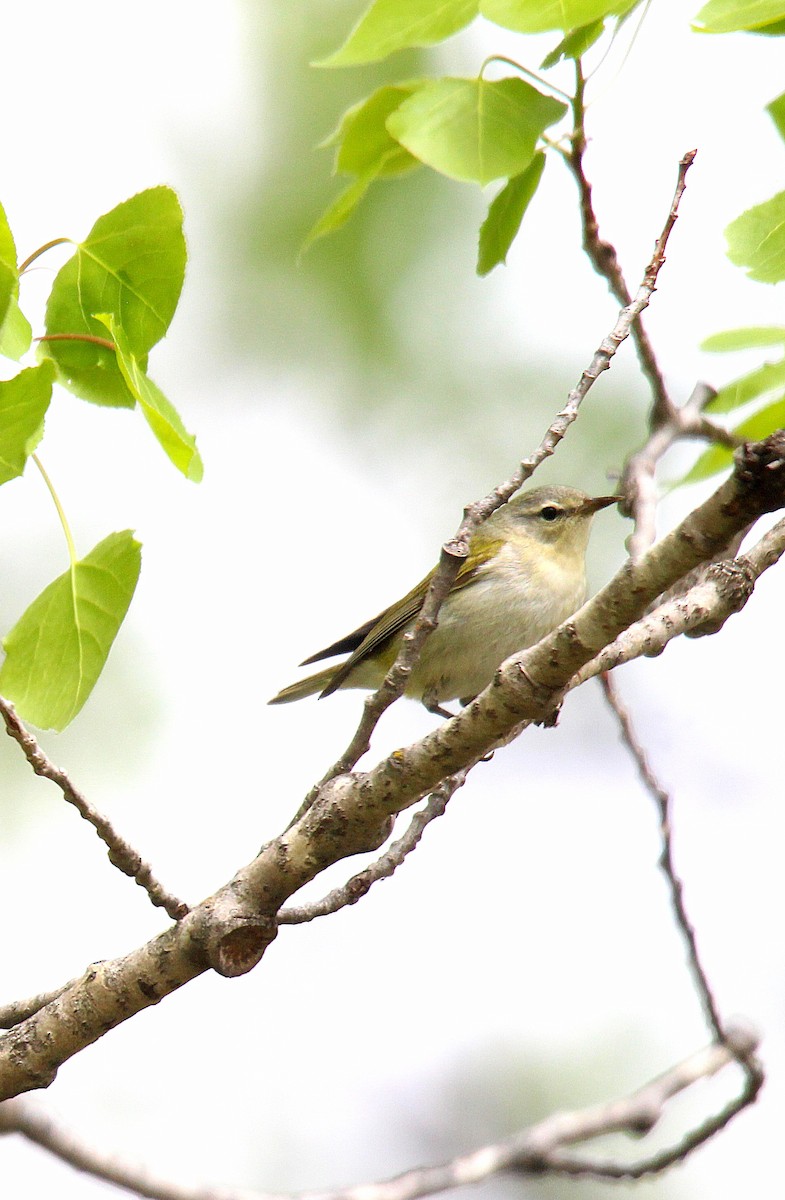 Tennessee Warbler - ML637273121