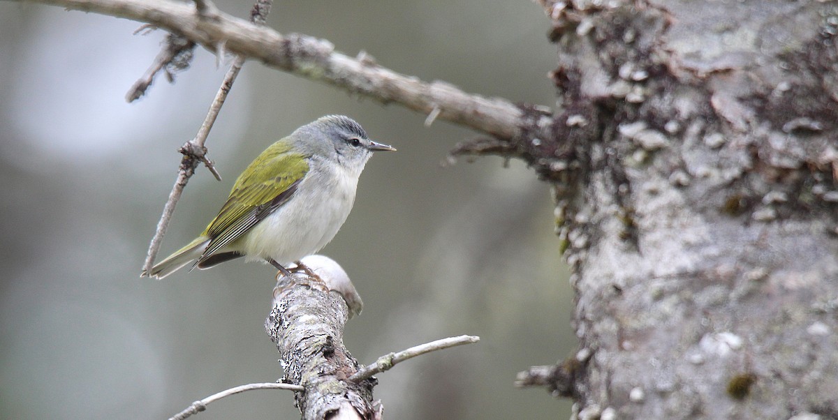 Tennessee Warbler - ML637273122