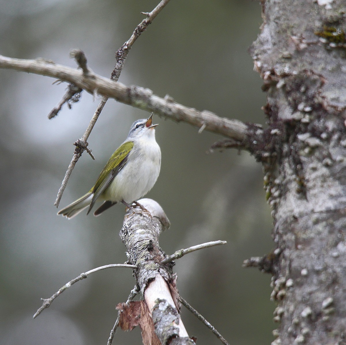 Tennessee Warbler - ML637273123