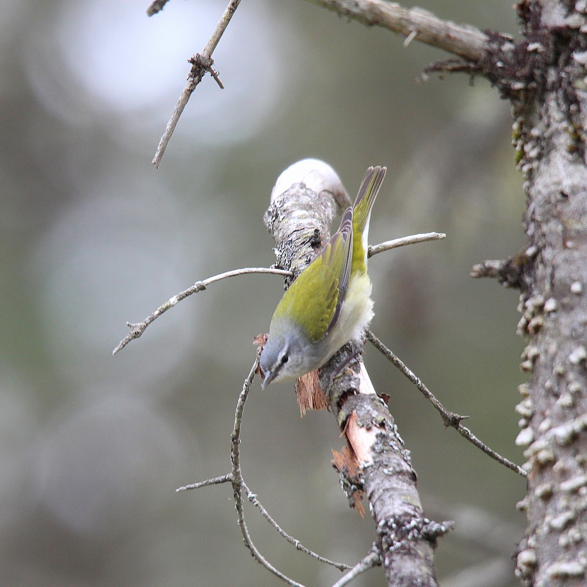 Tennessee Warbler - ML637273124