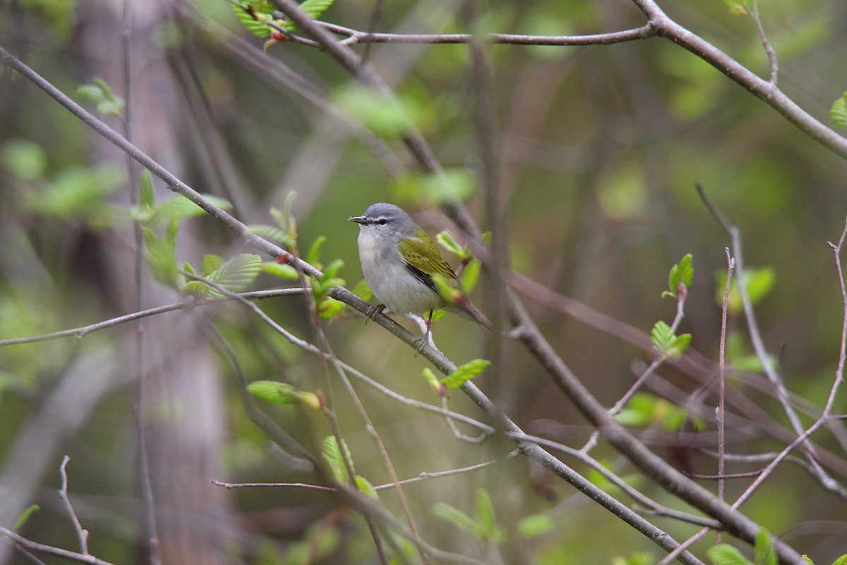 Tennessee Warbler - ML637273127