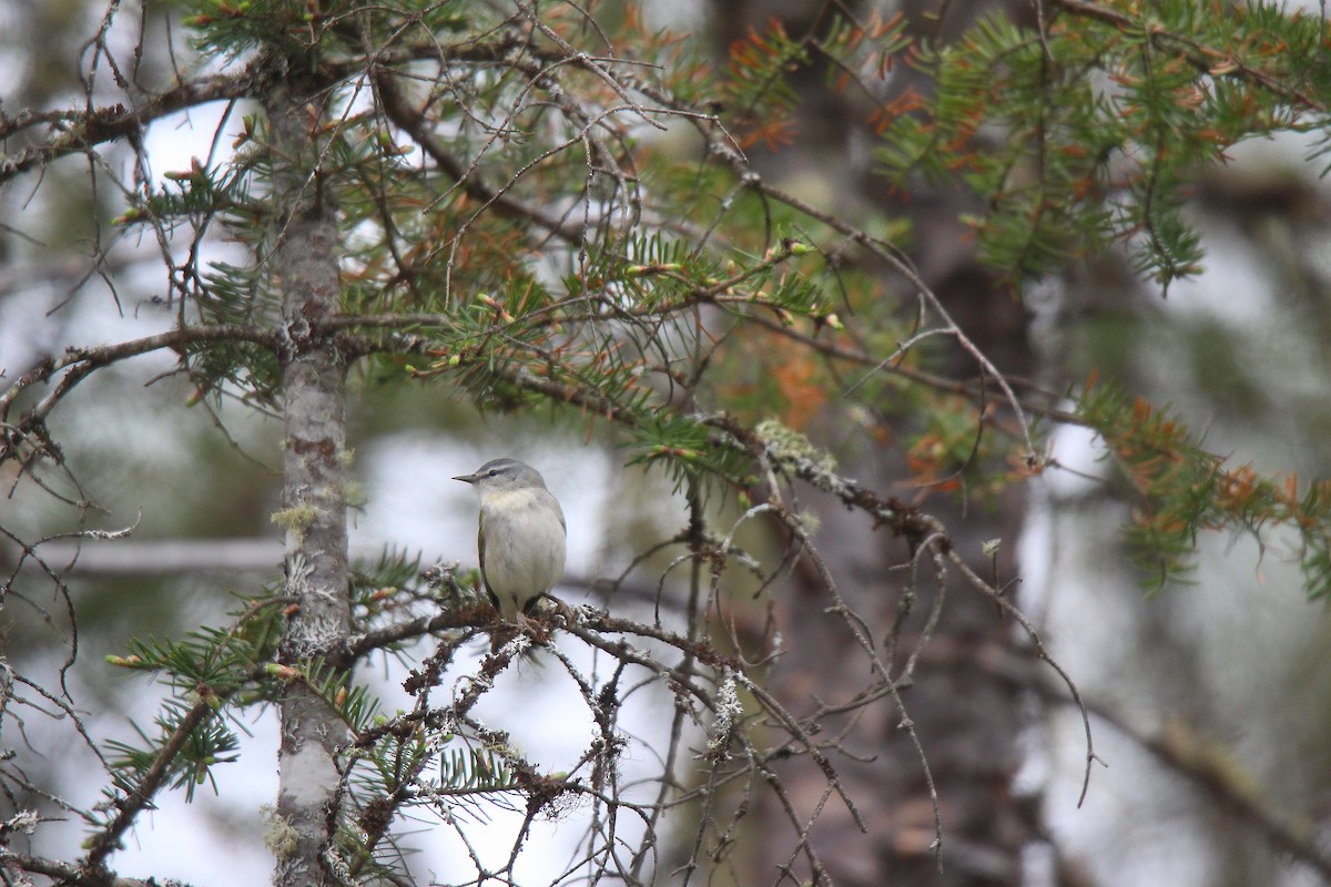 Tennessee Warbler - ML637273128