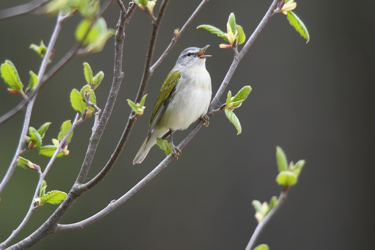 Tennessee Warbler - ML637273129