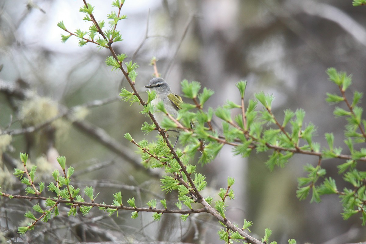 Tennessee Warbler - ML637273130