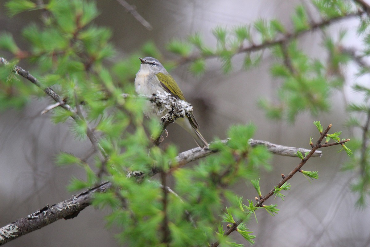 Tennessee Warbler - ML637273131