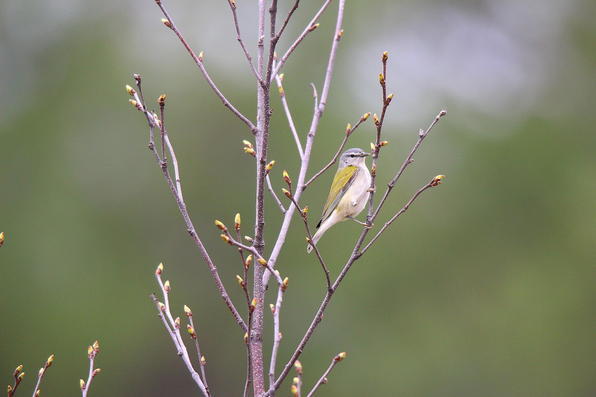 Tennessee Warbler - ML637273132