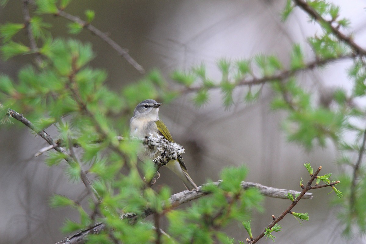 Tennessee Warbler - ML637273133