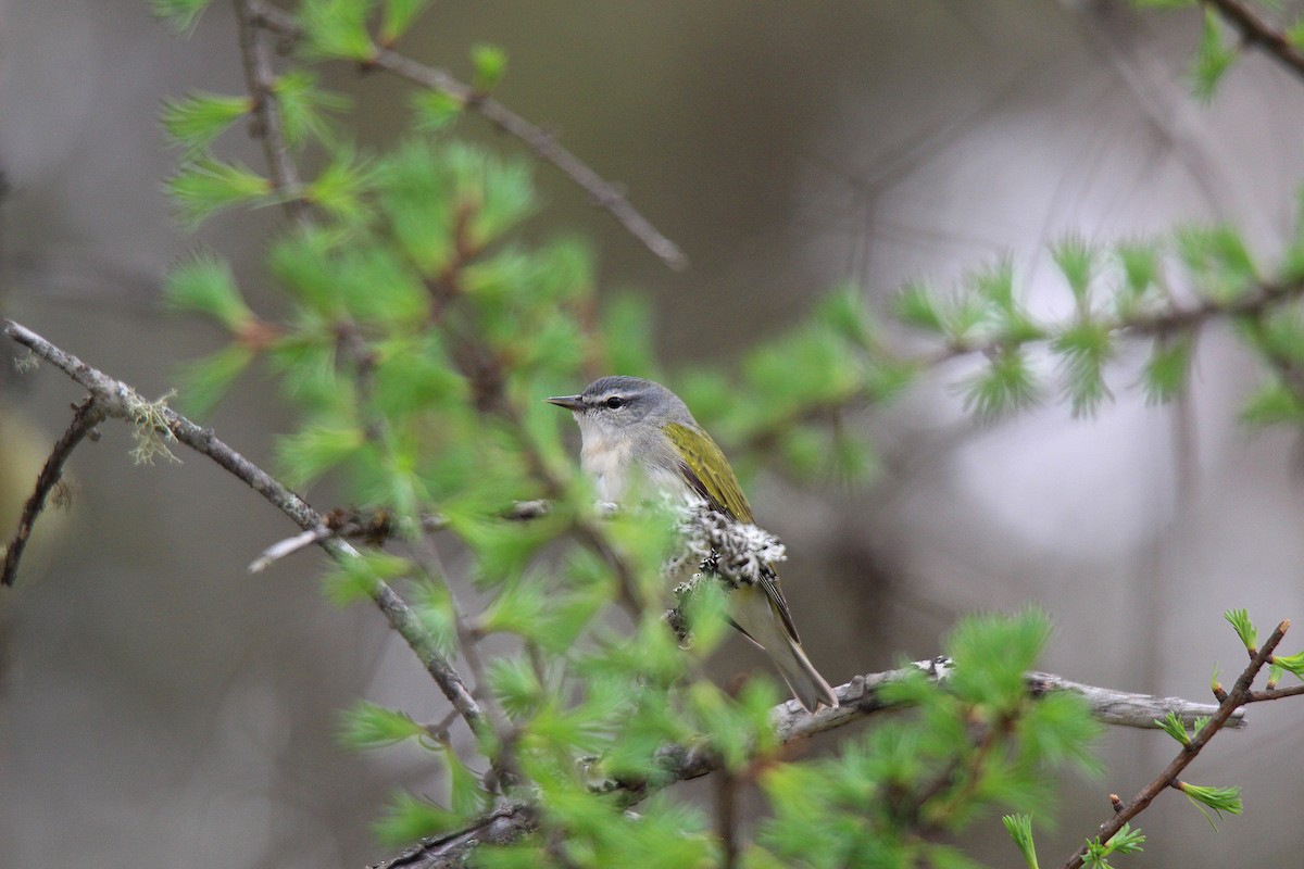 Tennessee Warbler - ML637273134