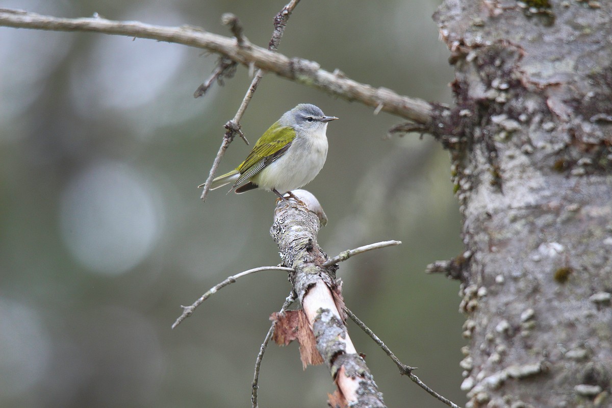 Tennessee Warbler - ML637273135