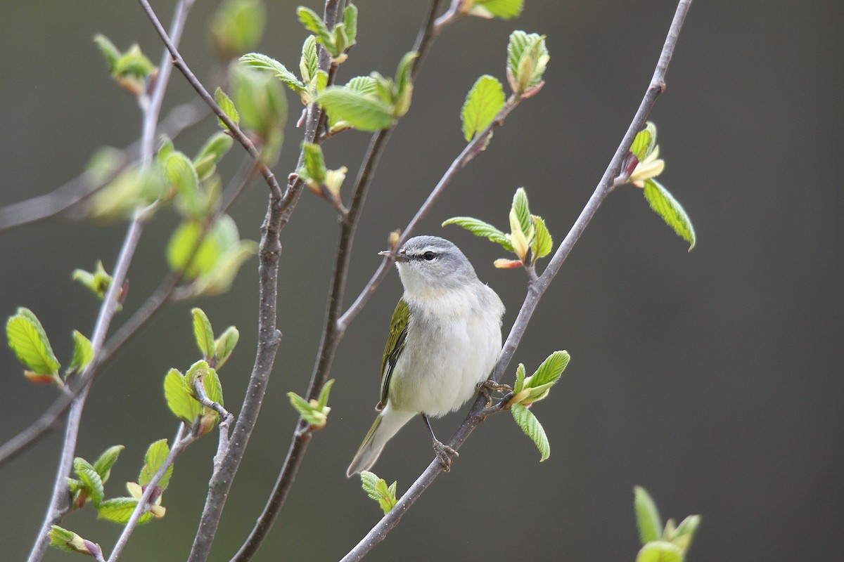 Tennessee Warbler - ML637273136