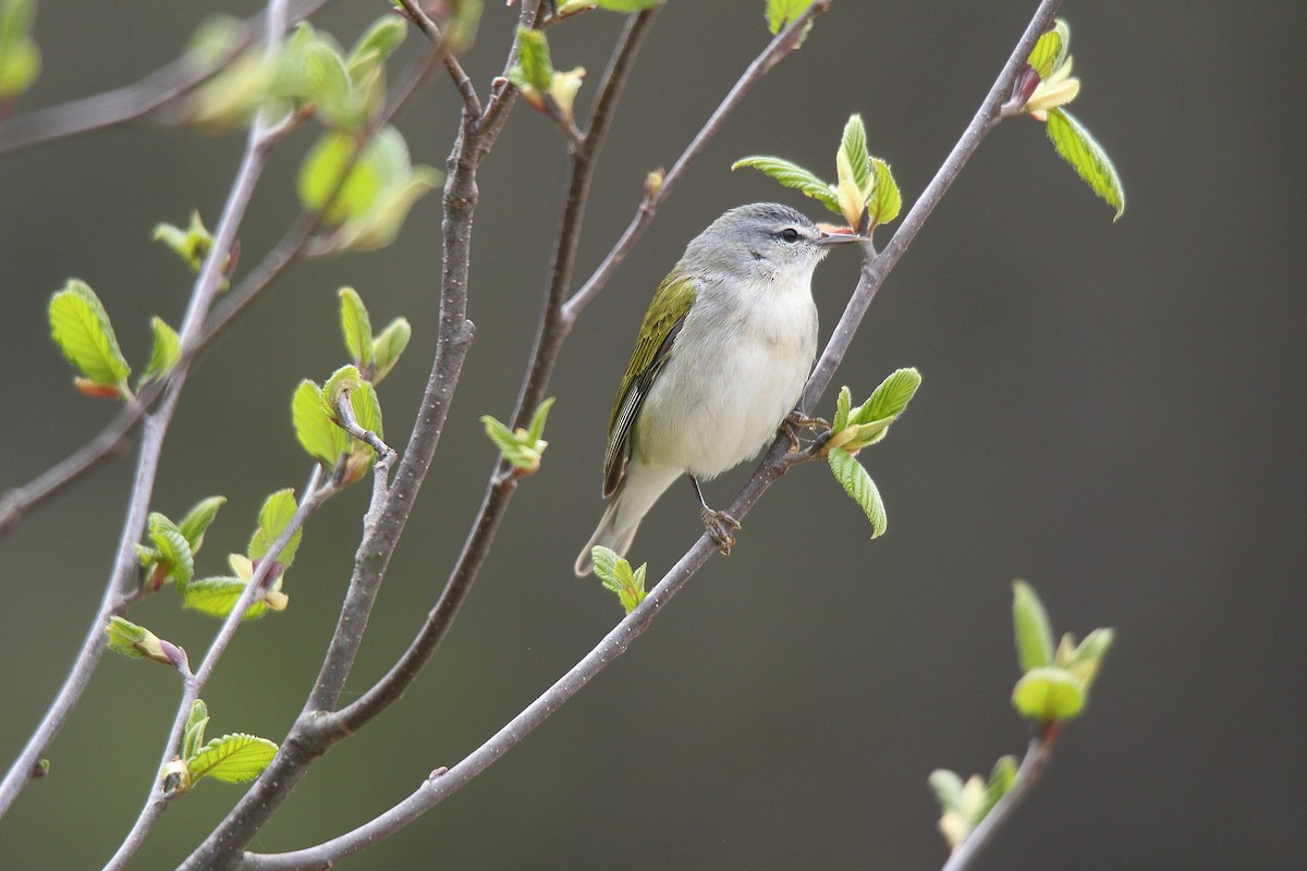 Tennessee Warbler - ML637273137